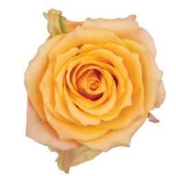 SENTI® ALQUIMIA ECUADOR