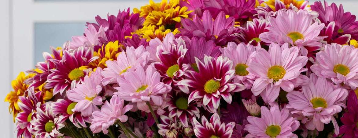 Amor™ | Daisy Collection