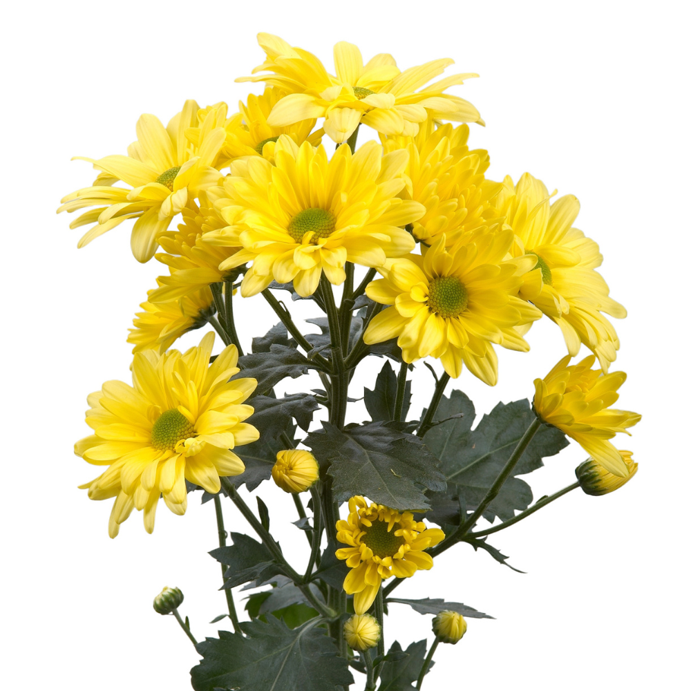 ATLANTIS™ YELLOW