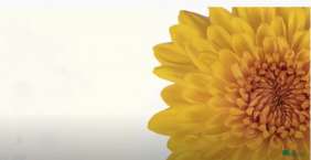 ALMENDRA™ SOLKISS