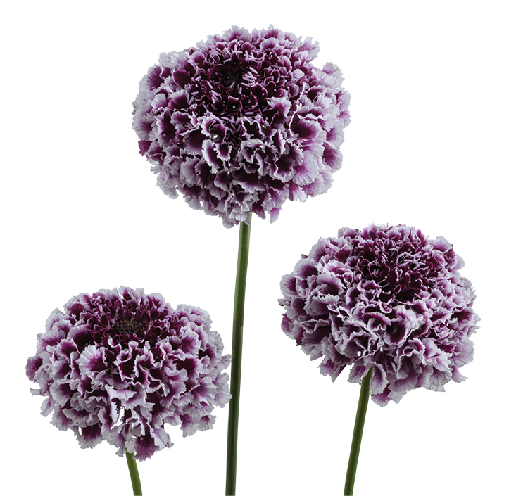 FOCAL SCOOP™ PURPLE LACE
