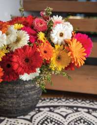 Gerbera series