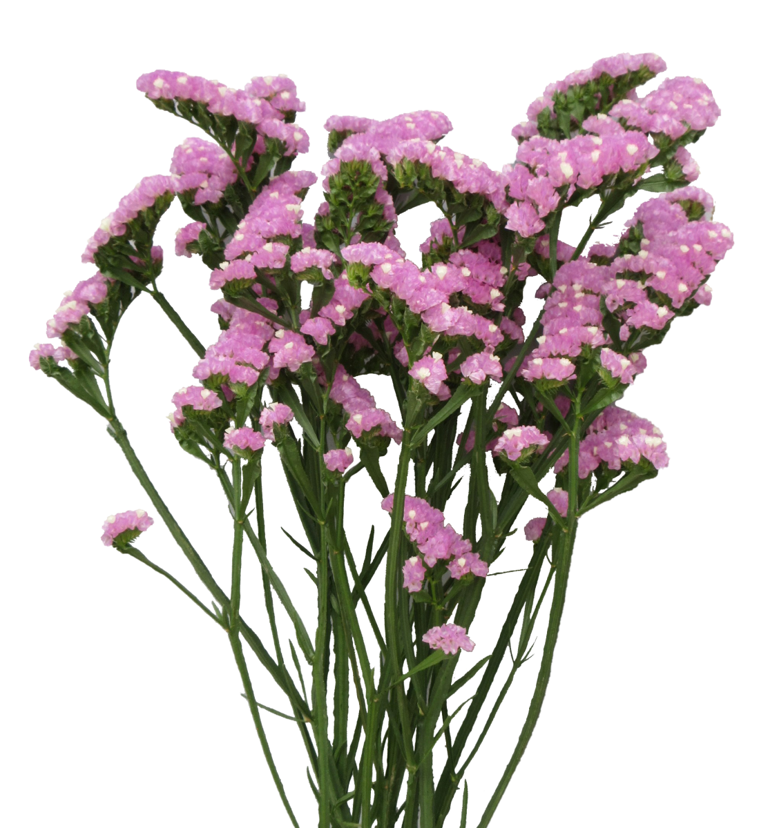 GRAVURE™ PINK