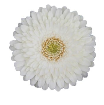 MICROWHITE™