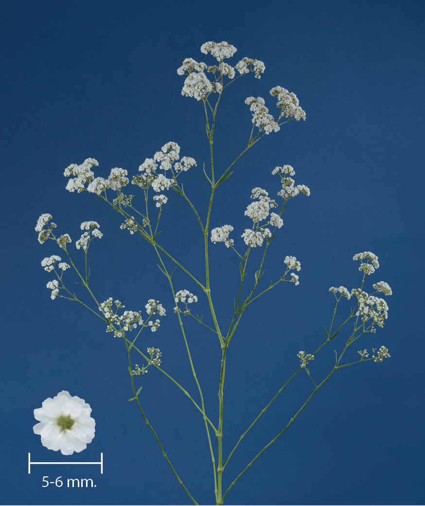 MILLION DAISY™