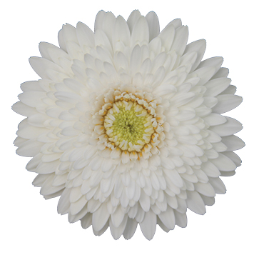 PETIT BLANC™
