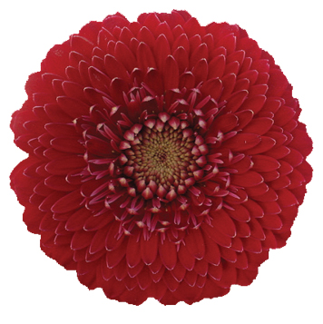 PETIT RED™