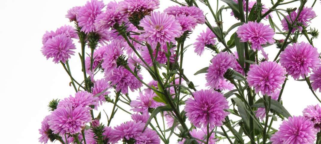 MORE ASTER VARIETIES