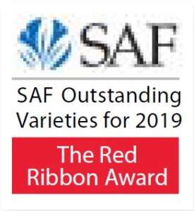 SAF 2019
