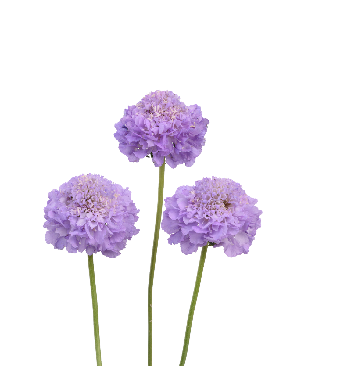 LAVENDER SCOOP™