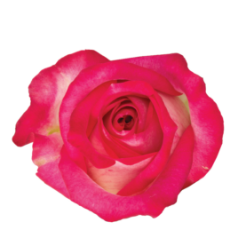 SENTI® JOYFUL COLOMBIA