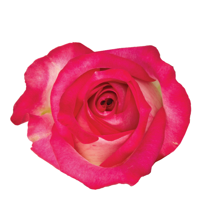 SENTI® JOYFUL COLOMBIA