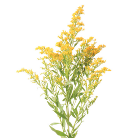 SUNNY GLORY™