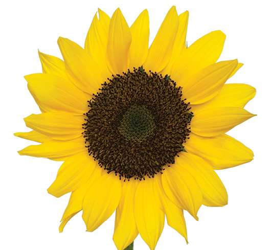 SUNFLOWER COLLECTION