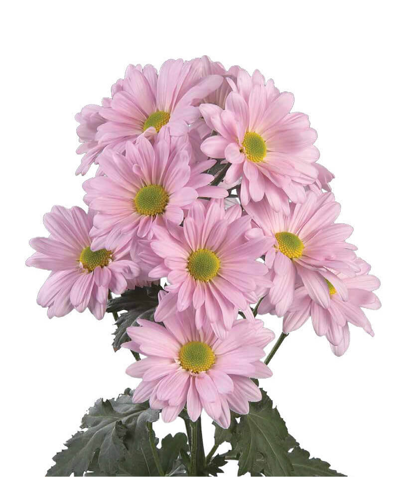 ATLANTIS™ PINK
