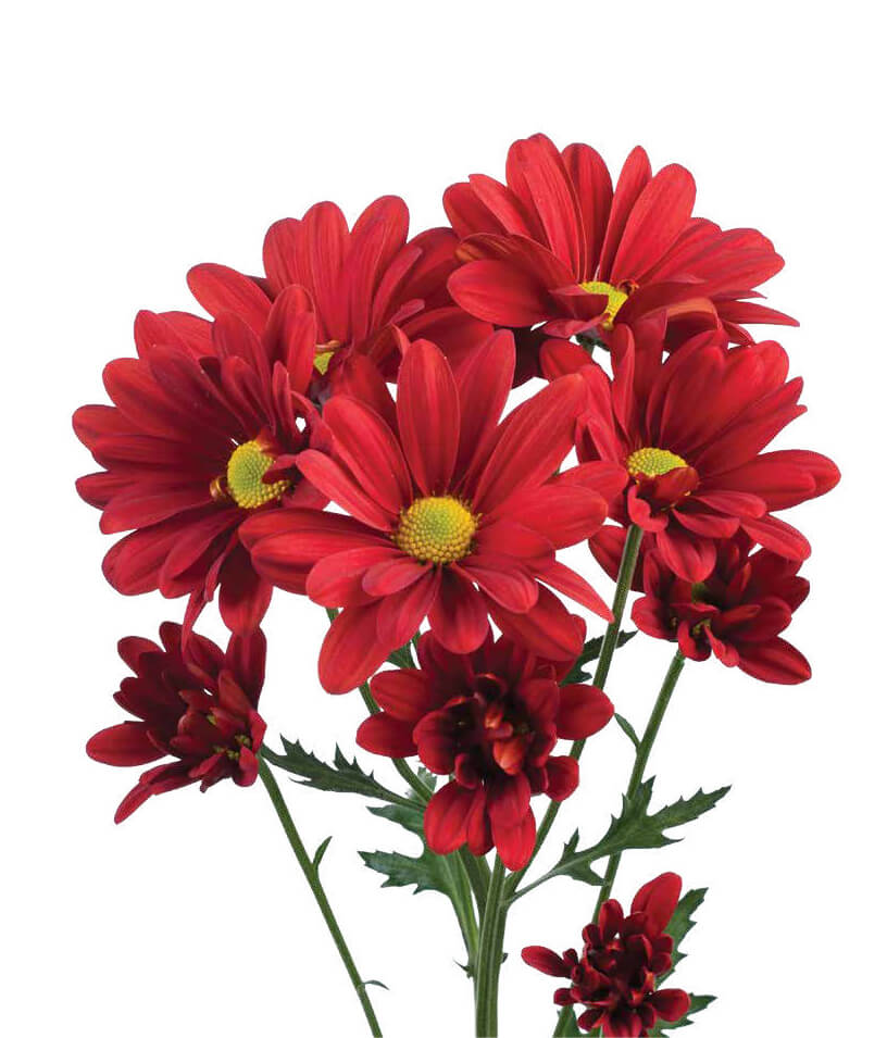 ATLANTIS™ RED