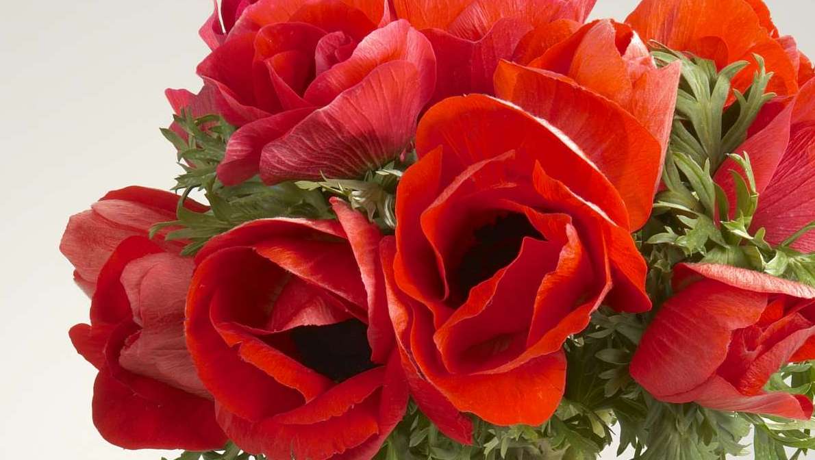 Anemone series