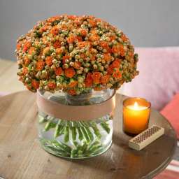 KALANCHOE CUTFLOWERS™ BI-COLOR
