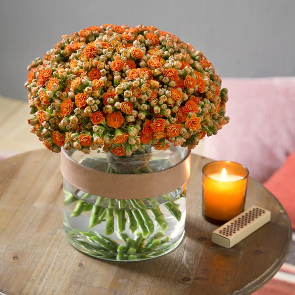 KALANCHOE CUTFLOWERS™ BI-COLOR