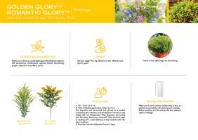 GOLDEN GLORY™