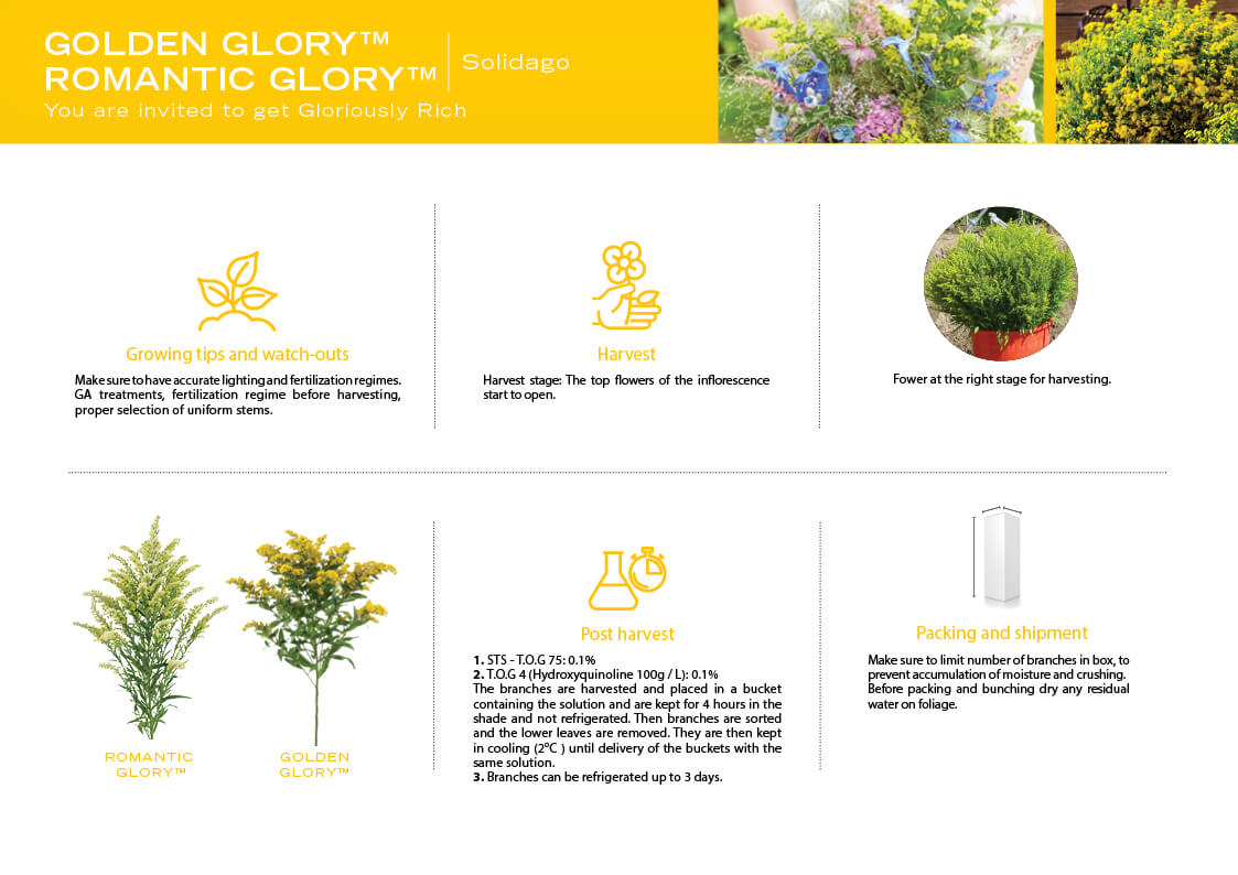 GOLDEN GLORY™