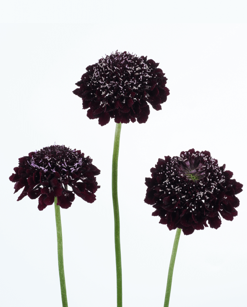 BLACKBERRY SCOOP™