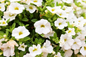 COLIBRI™ Pure White