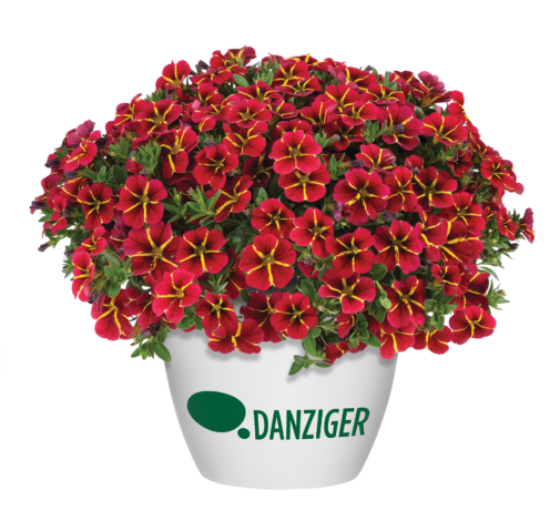 COLIBRI™ Exotic Red Bling