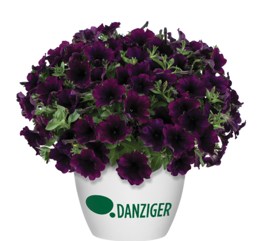 CAPELLA™ Mulberry