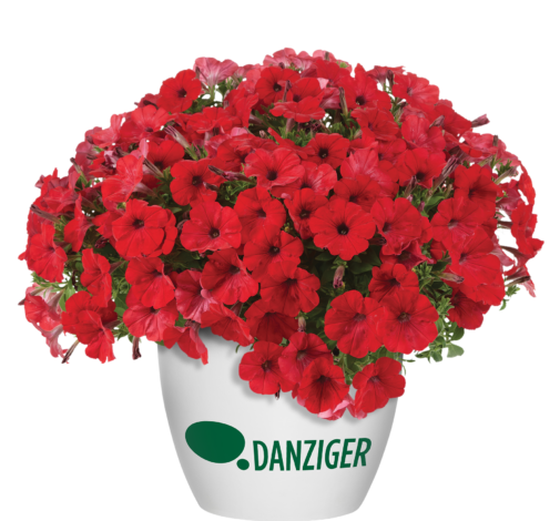 CAPELLA™ Ruby Red imp.