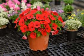 CAPELLA™ Ruby Red imp.