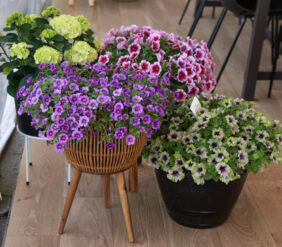 COLIBRI™ Dark Lavender