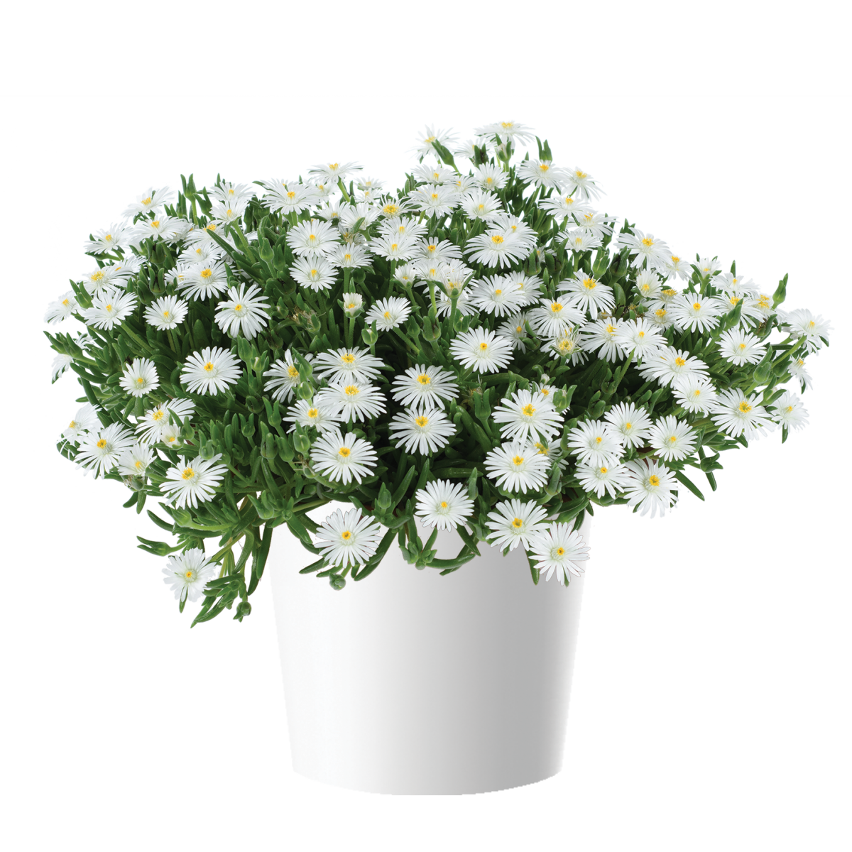 DELIGHTFUL™ White