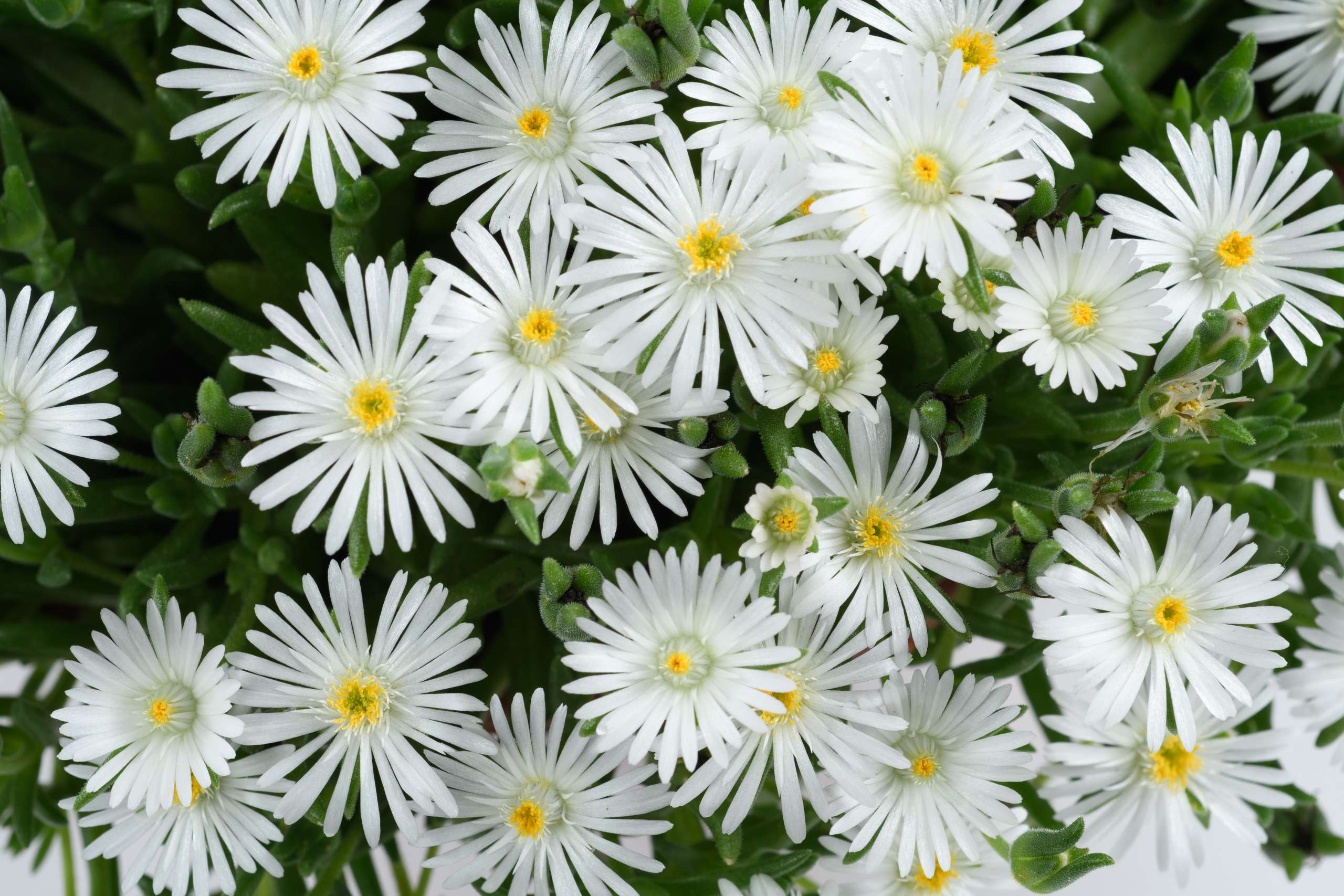 DELIGHTFUL™ White