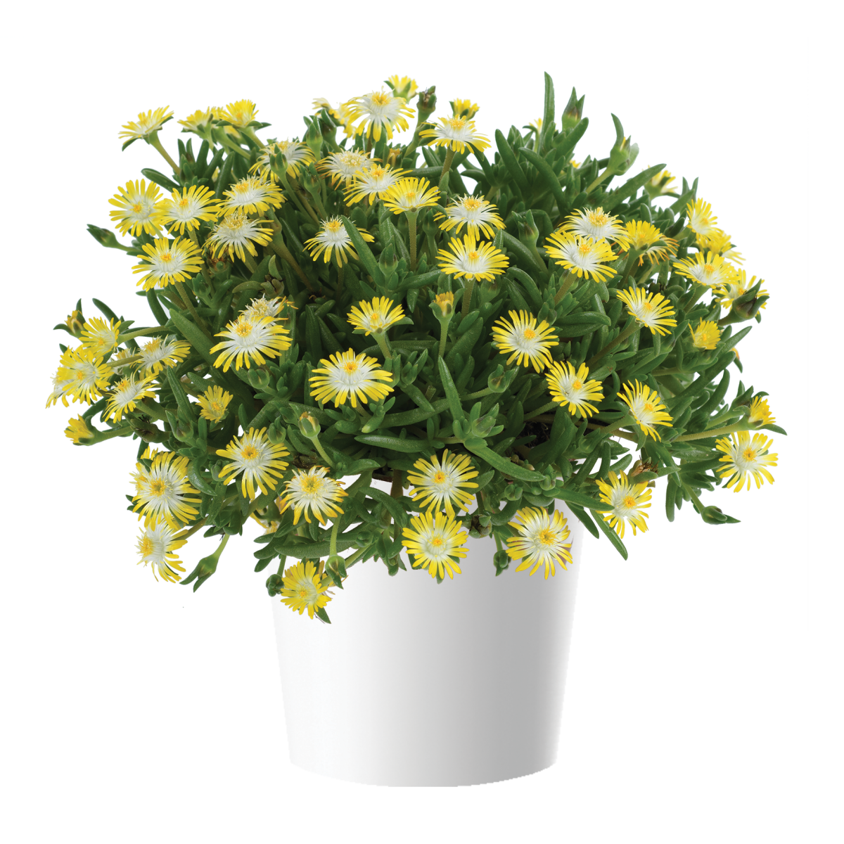 DELIGHTFUL™ Yellow