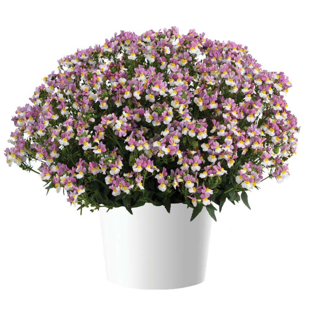 MENOR™ Dual Violet