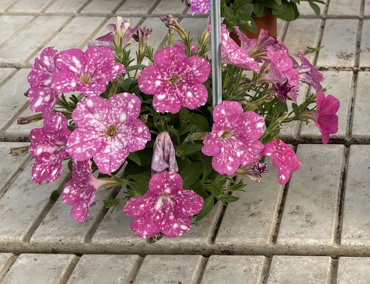 SPLASH DANCE® Rumba Rose