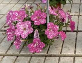 SPLASH DANCE® Rumba Rose