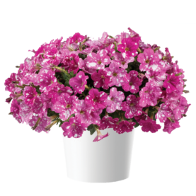 SPLASH DANCE® Rumba Rose