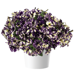 SPLASH DANCE® Violet Vogue
