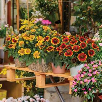 GUSTO™ series