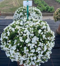 COLIBRI™ Pure White