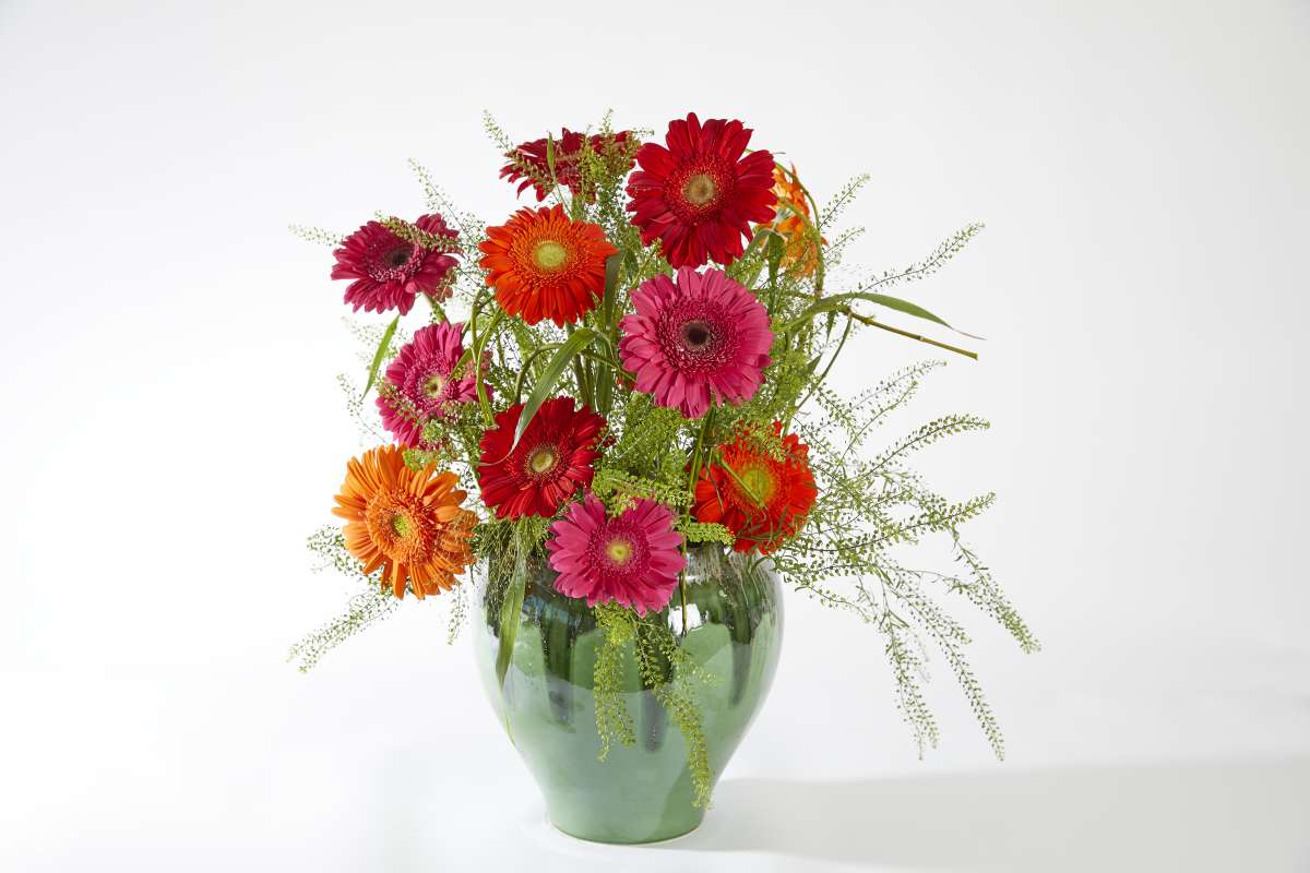 Gerbera series