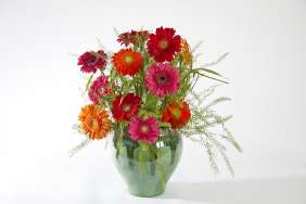Gerbera series