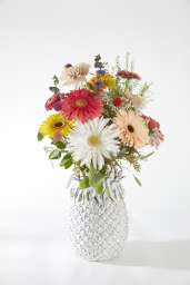 Gerbera series