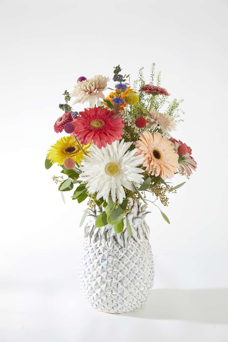 Gerbera series