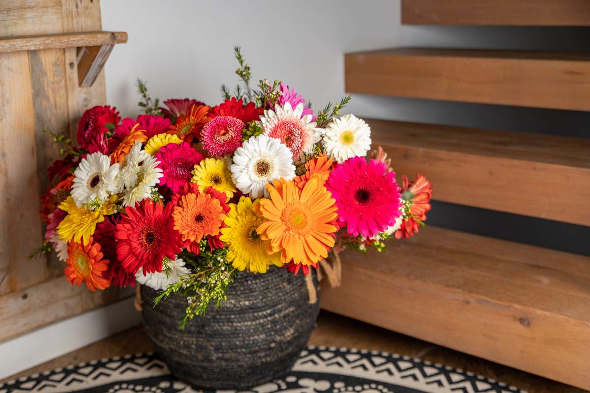Gerbera series