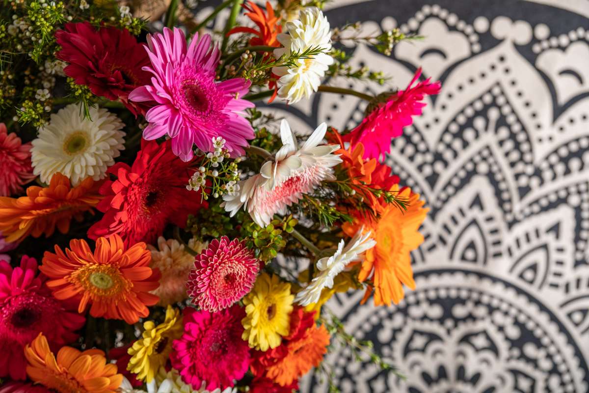 Gerbera series