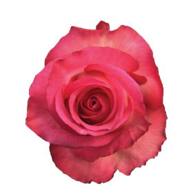 SENTI® JOYFUL KENYA
