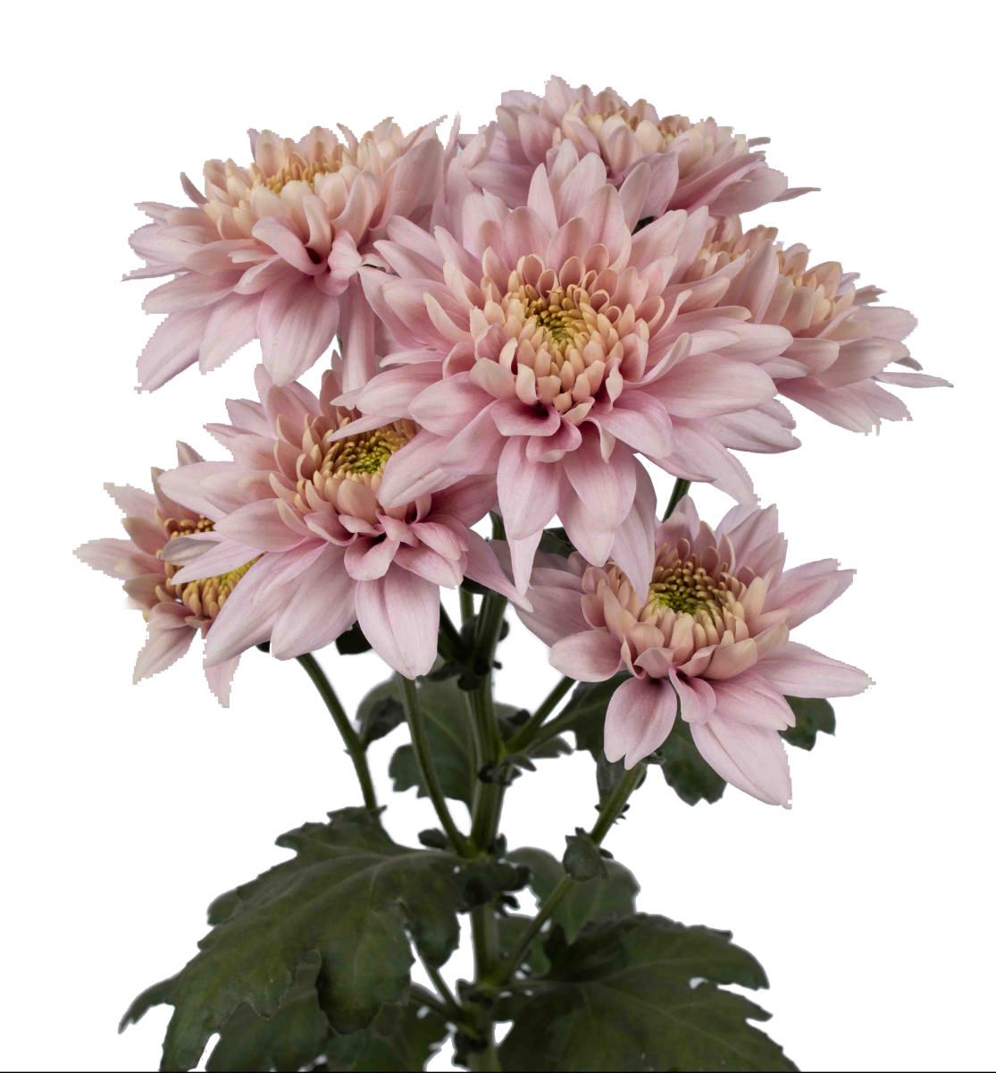 ROMANCERO™ PINK